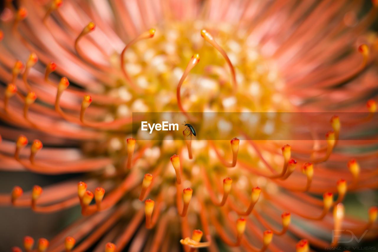 Close-up of flowers