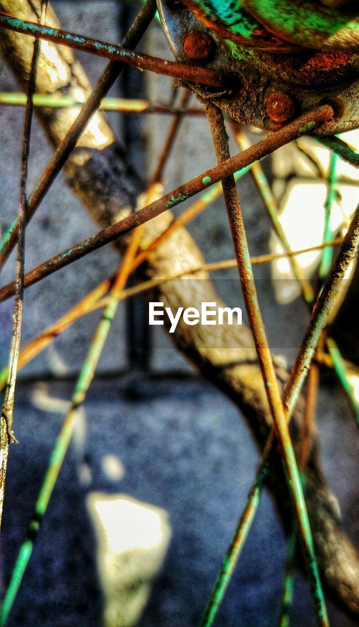 CLOSE-UP OF A PLANT