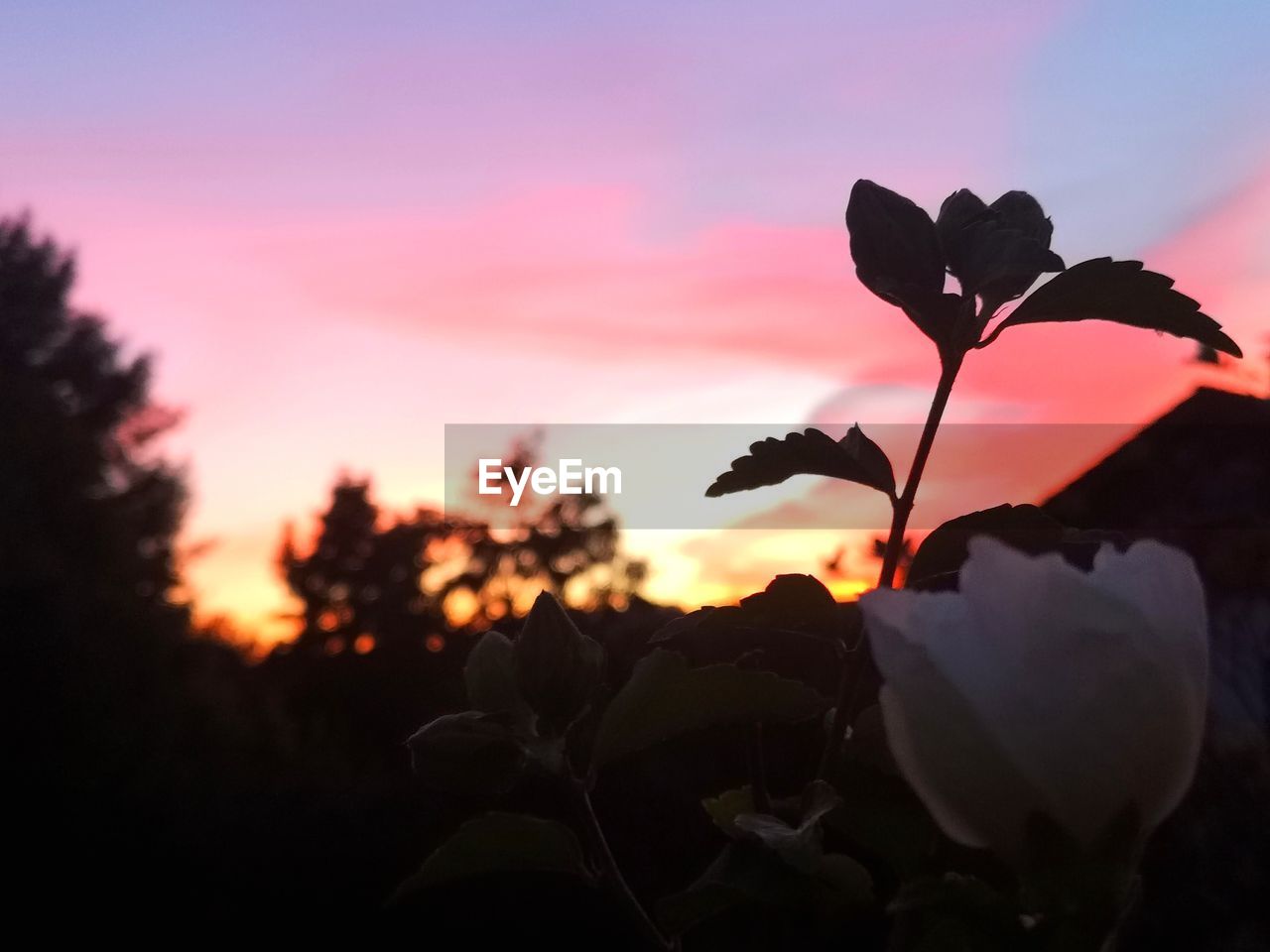 Close-up of silhouette flowering plant against sky during sunset