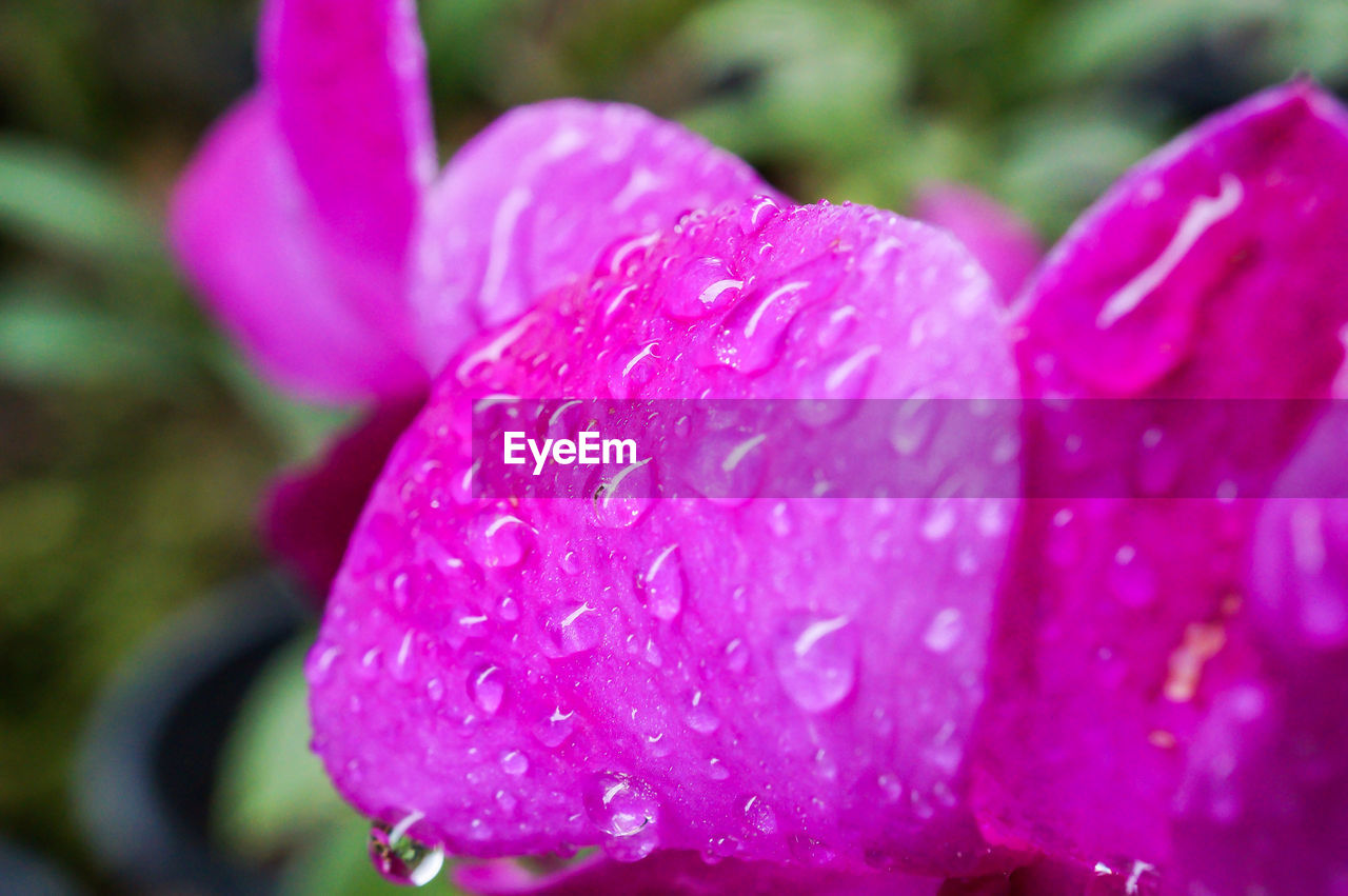 CLOSE-UP OF WET PINK FLOWER