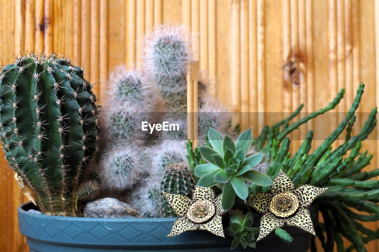 succulent plant, cactus, plant, nature, potted plant, growth, flower, thorn, no people, green, decoration, wood, floristry, beauty in nature, outdoors, spiked, houseplant, san pedro cactus, day, flowerpot, close-up