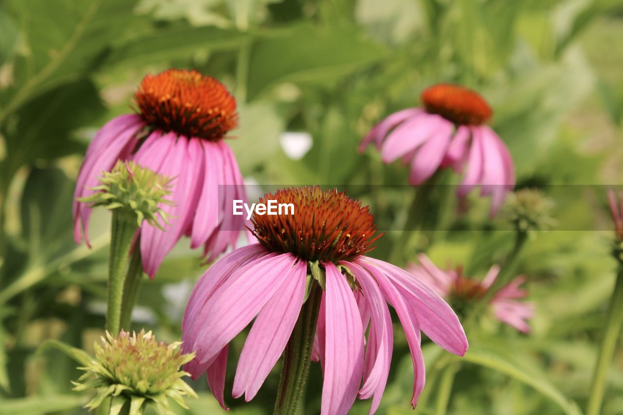 CLOSE-UP OF PINK FLOWERING PLANT OVER PURPLE CONEFLOWER