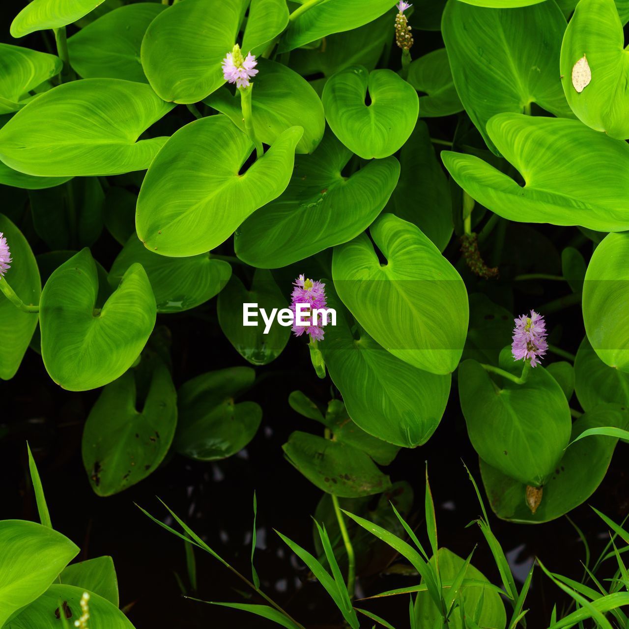 Close-up of flowers blooming outdoors