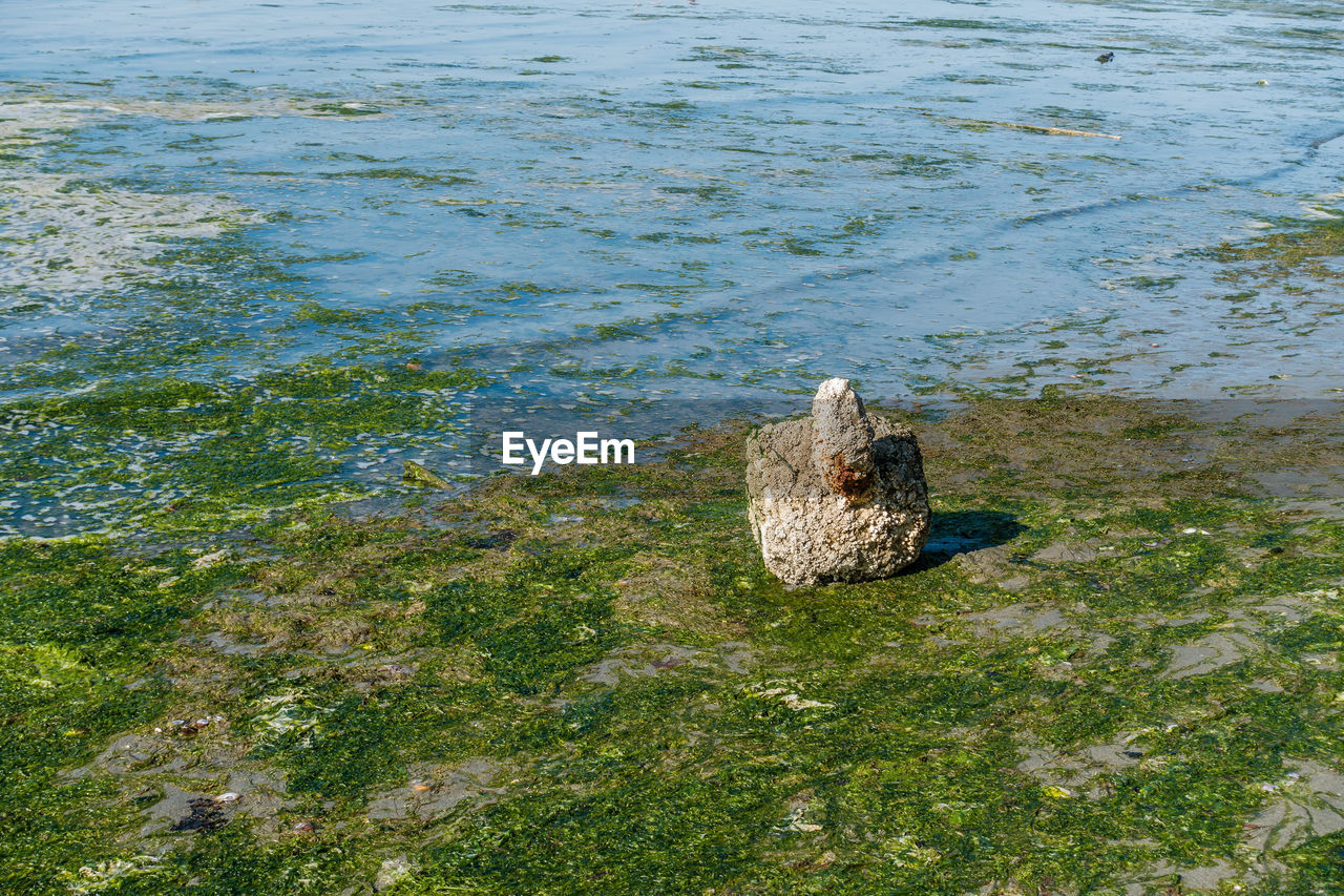 HIGH ANGLE VIEW OF DUCK SWIMMING ON ROCK