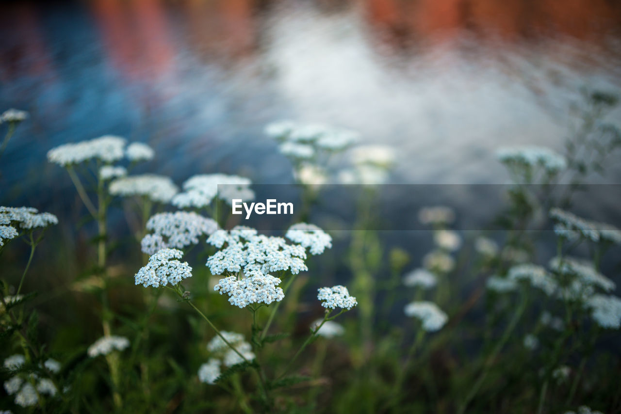 Close-up of plants against blurred water