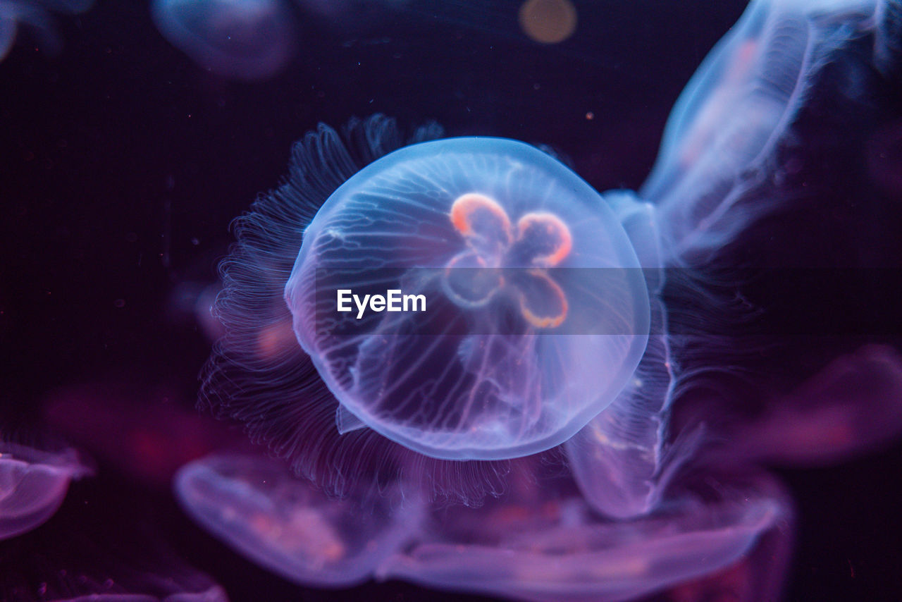 Close-up of jellyfish swimming in sea