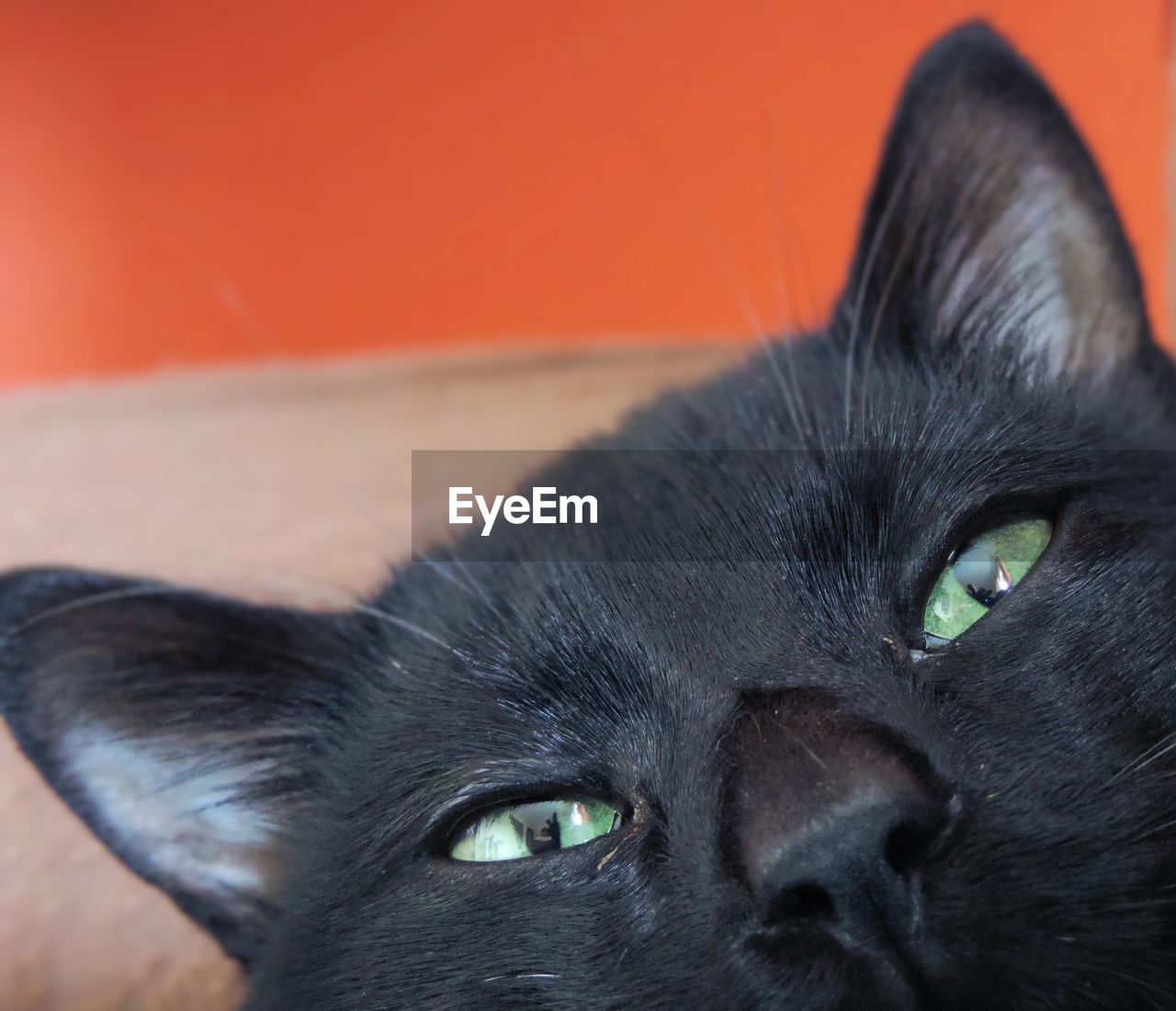 Close-up portrait of black cat