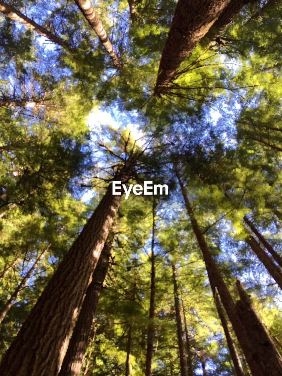 LOW ANGLE VIEW OF TREE IN FOREST