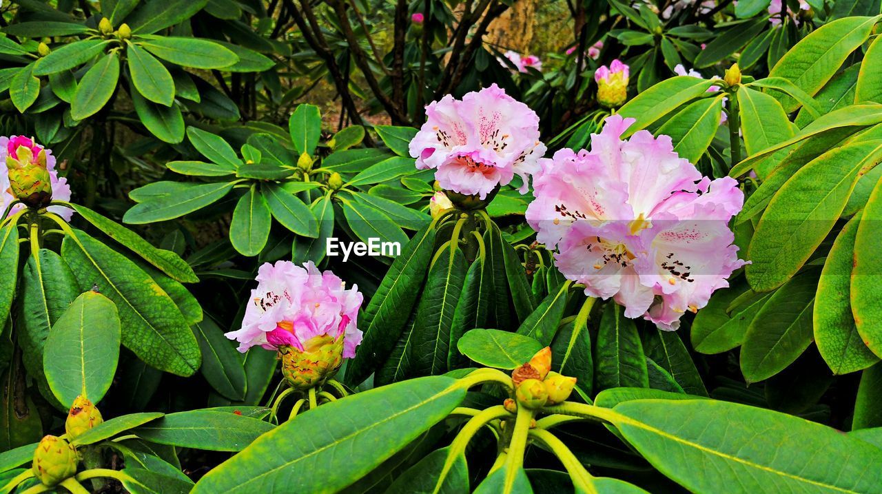 Close-up of pink flowers