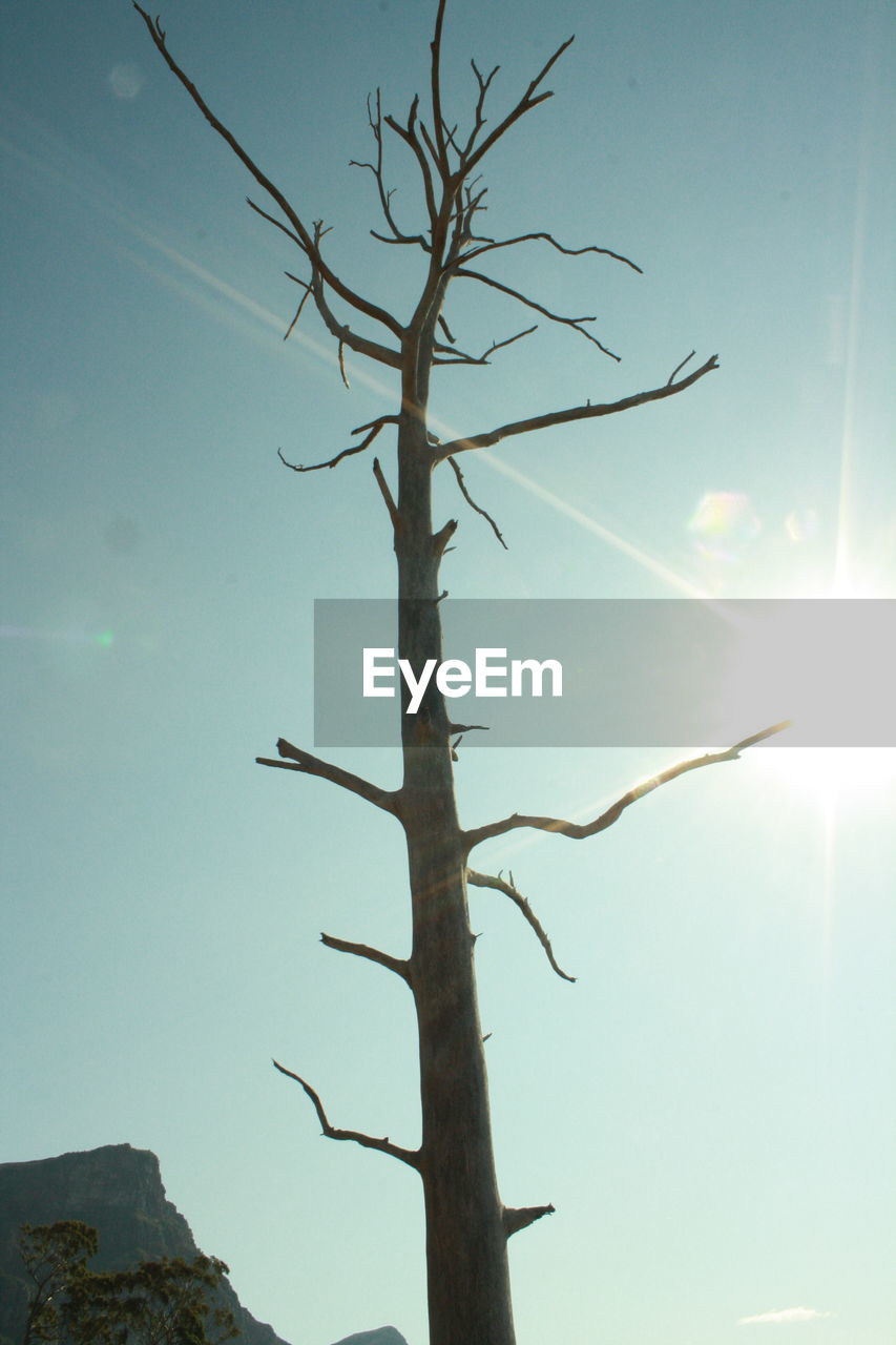 LOW ANGLE VIEW OF TREE AGAINST SKY