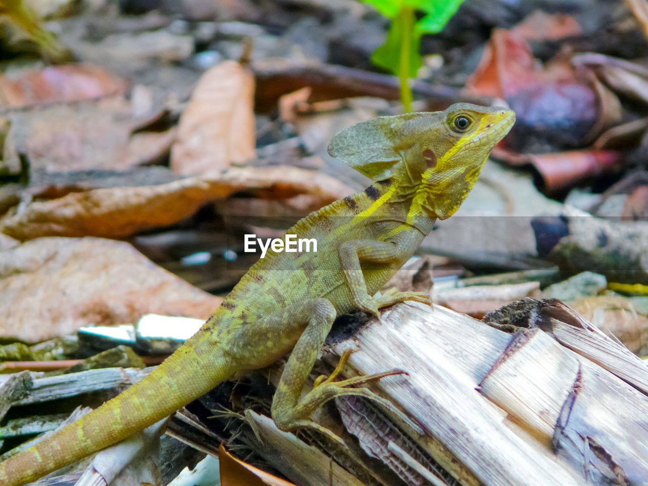 CLOSE-UP OF A LIZARD ON LEAVES