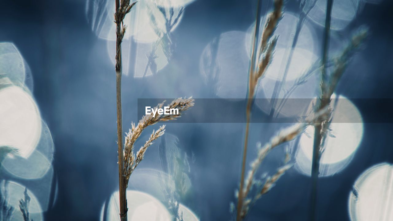 CLOSE-UP OF PLANT AGAINST BLURRED BACKGROUND