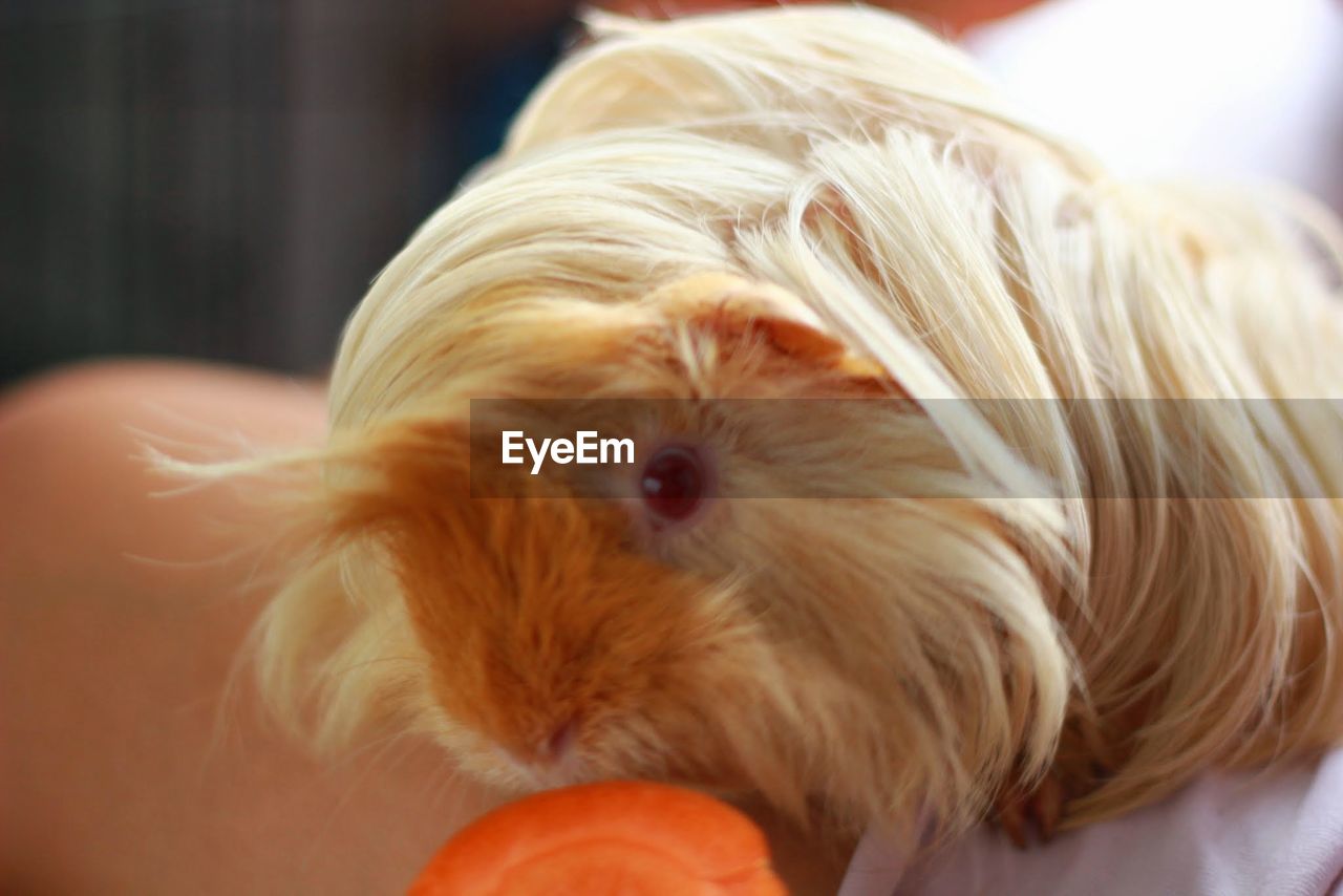 CLOSE-UP OF DOG WITH BLANKET