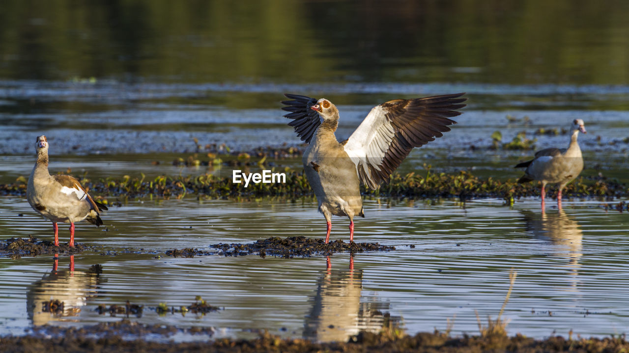 BIRDS IN LAKE