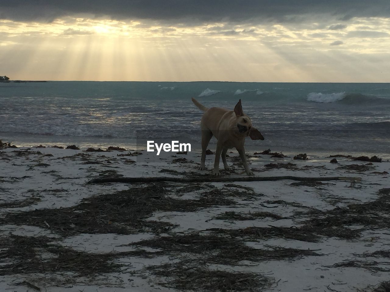 DOG ON THE BEACH