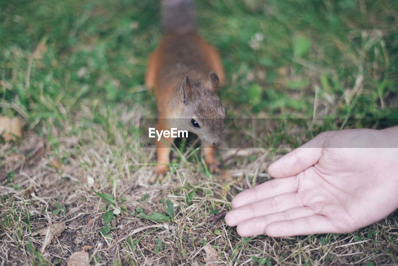 Squirrel on a field