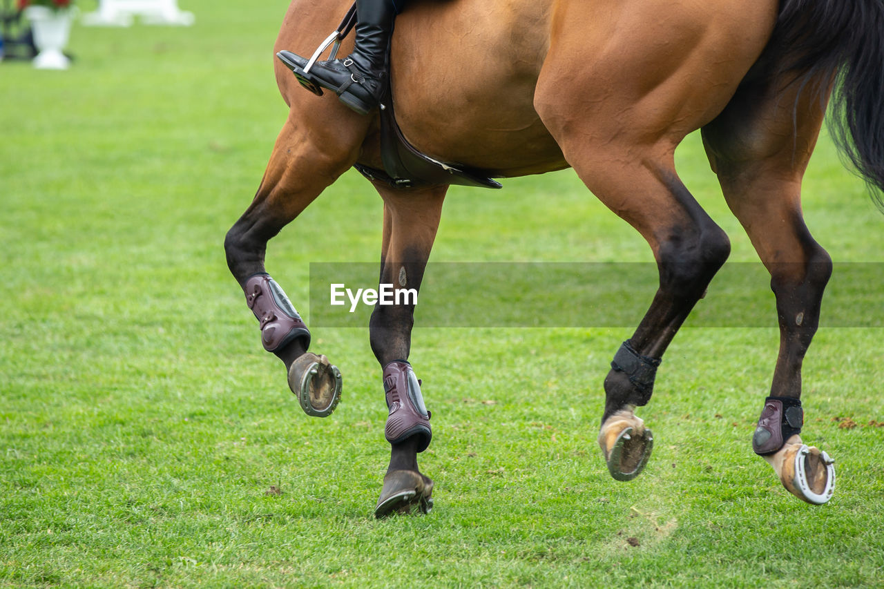 Horse jumping, equestrian sports, show jumping competition themed photograph.