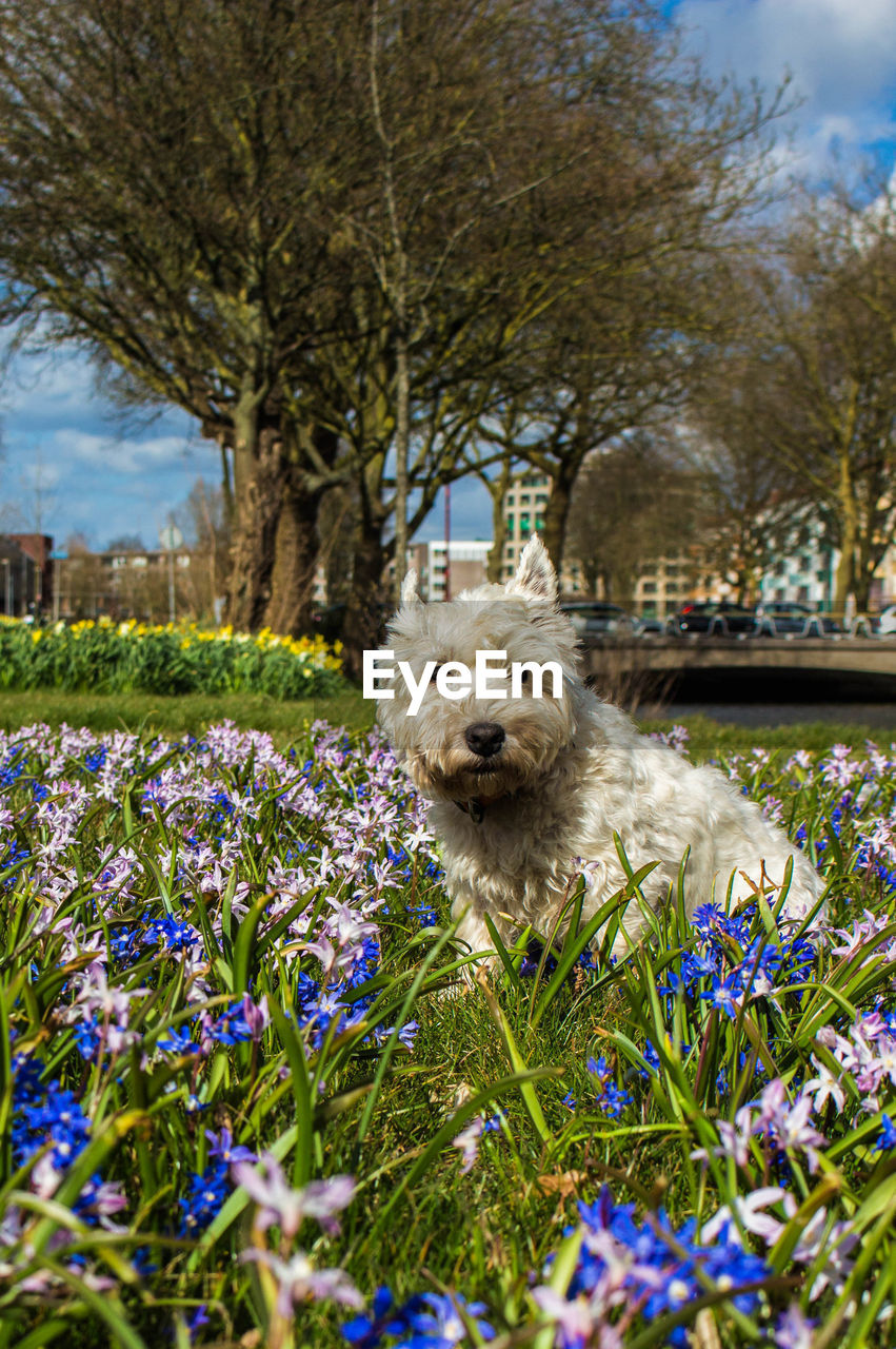 Portrait of dog amidst flowers blooming in park