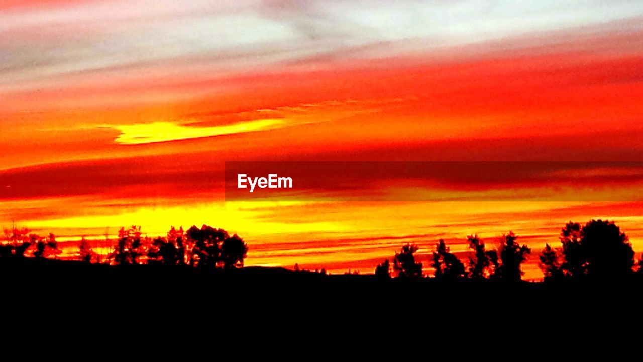 SILHOUETTE OF TREES AT SUNSET