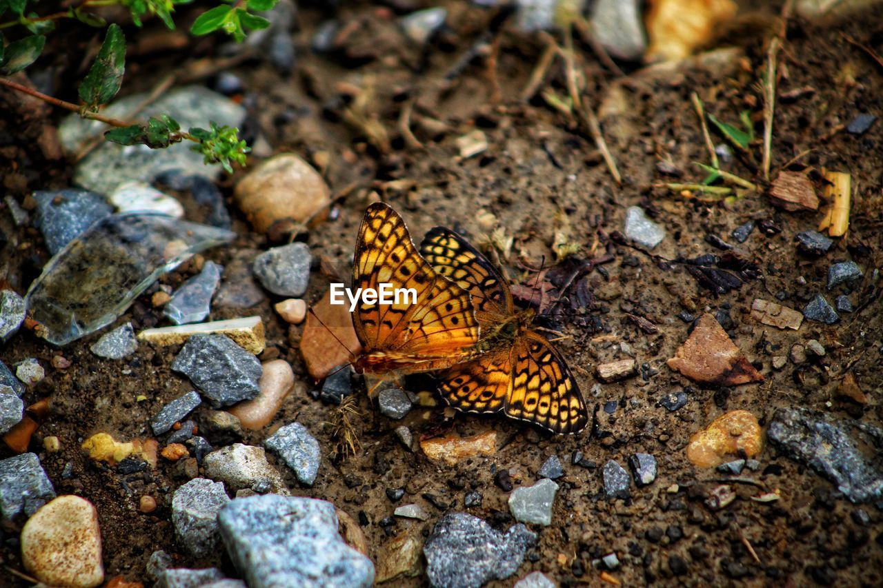 High angle view of butterfly on rock