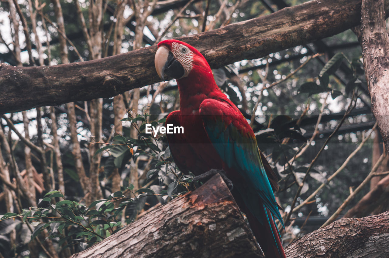 CLOSE-UP OF BIRD PERCHING ON TREE