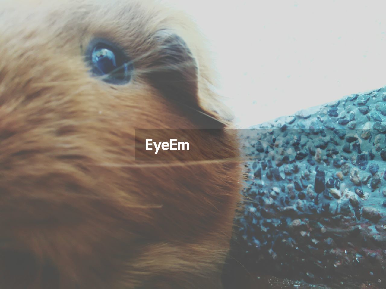 Close-up of guinea pig