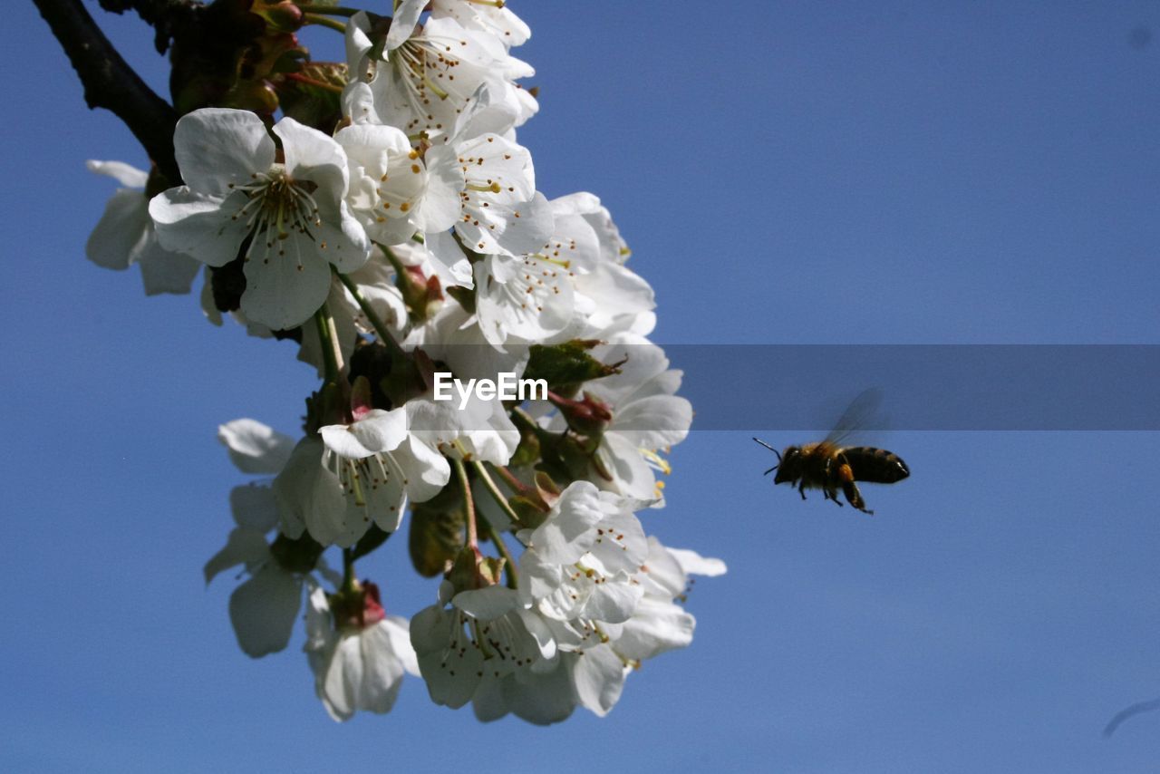 Honey bee flying to apricot tree