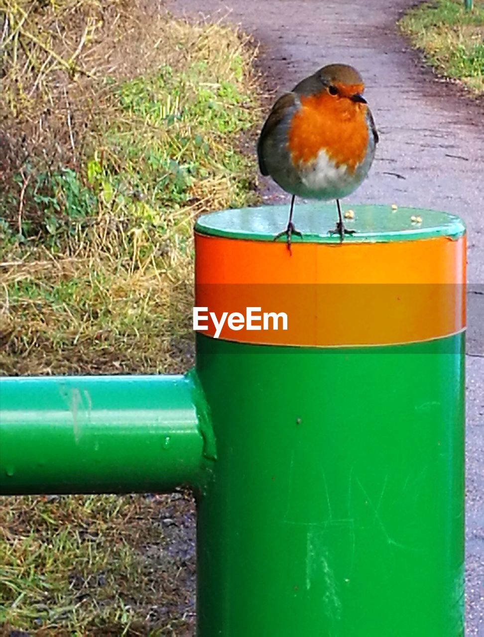 BIRD ON GREEN GRASS