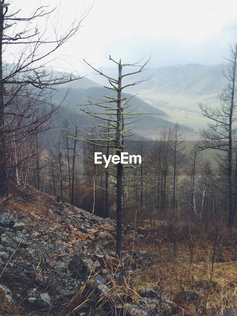 VIEW OF BARE TREES IN FOREST