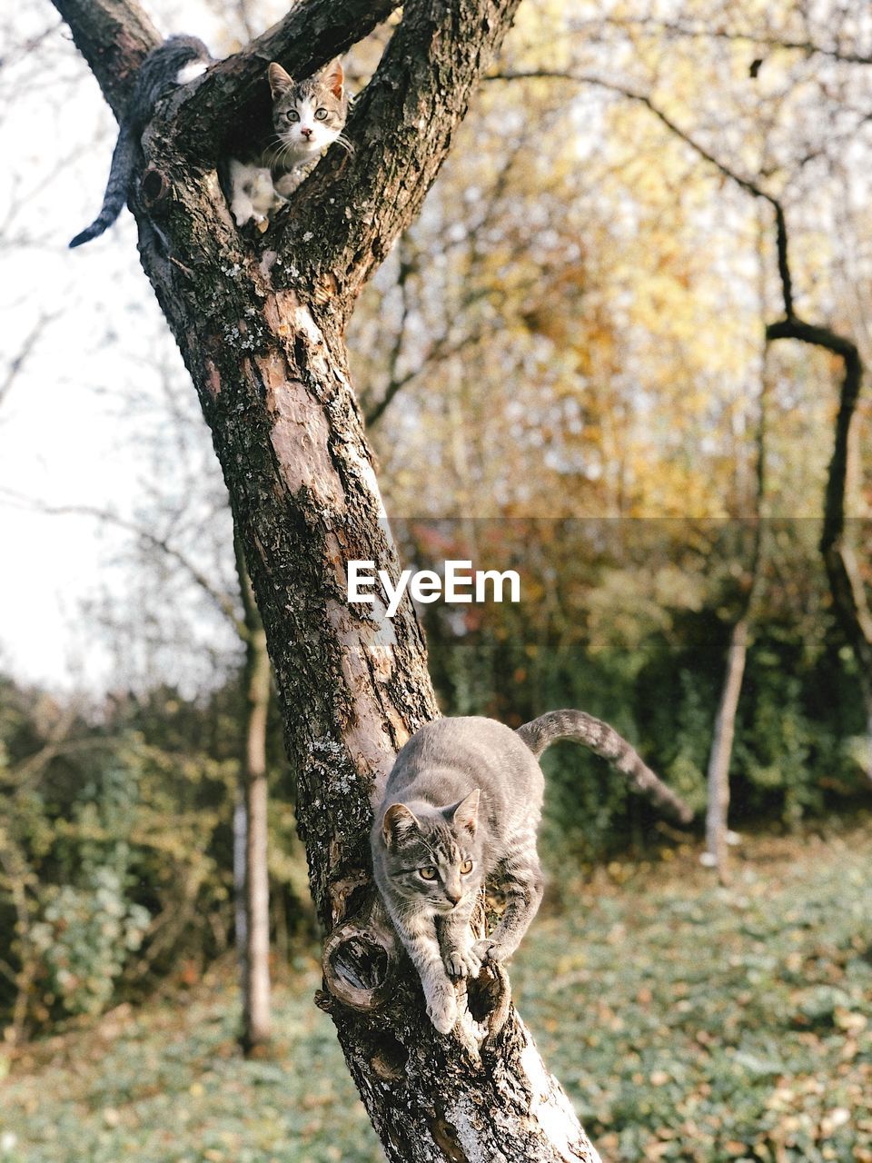 Two cats on tree trunk