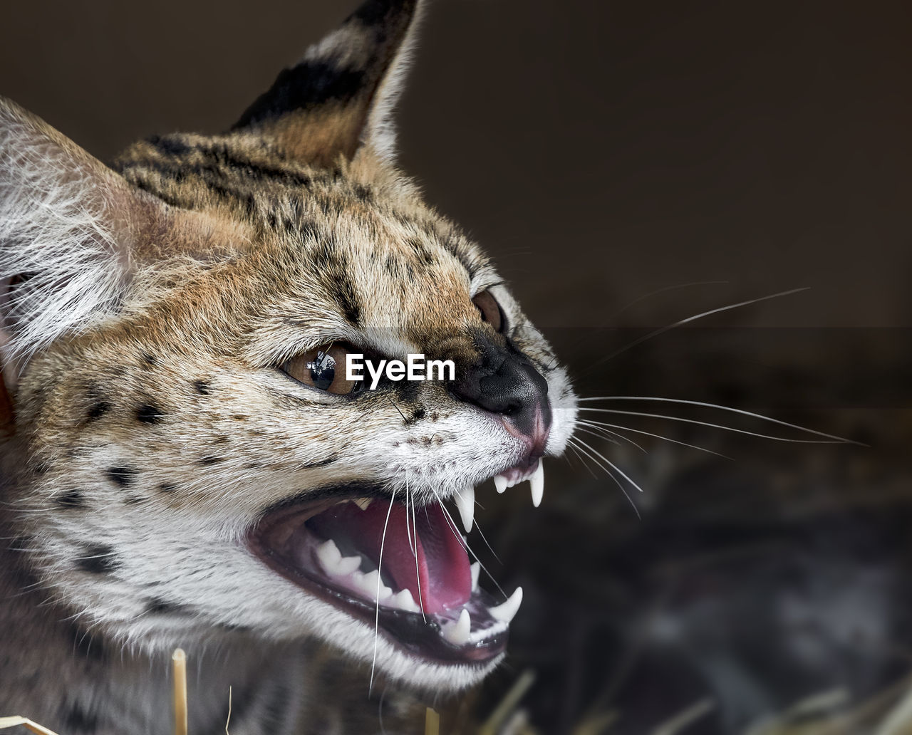 Close-up of angry serval