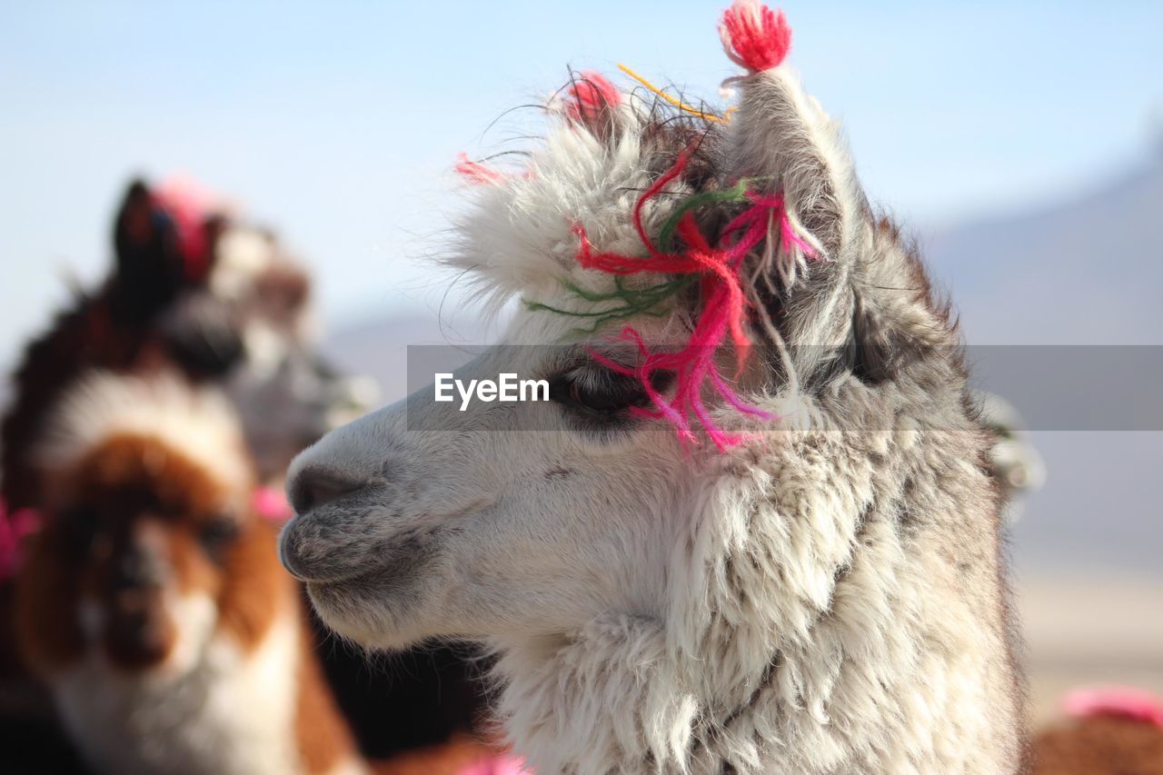 Close-up of llama
