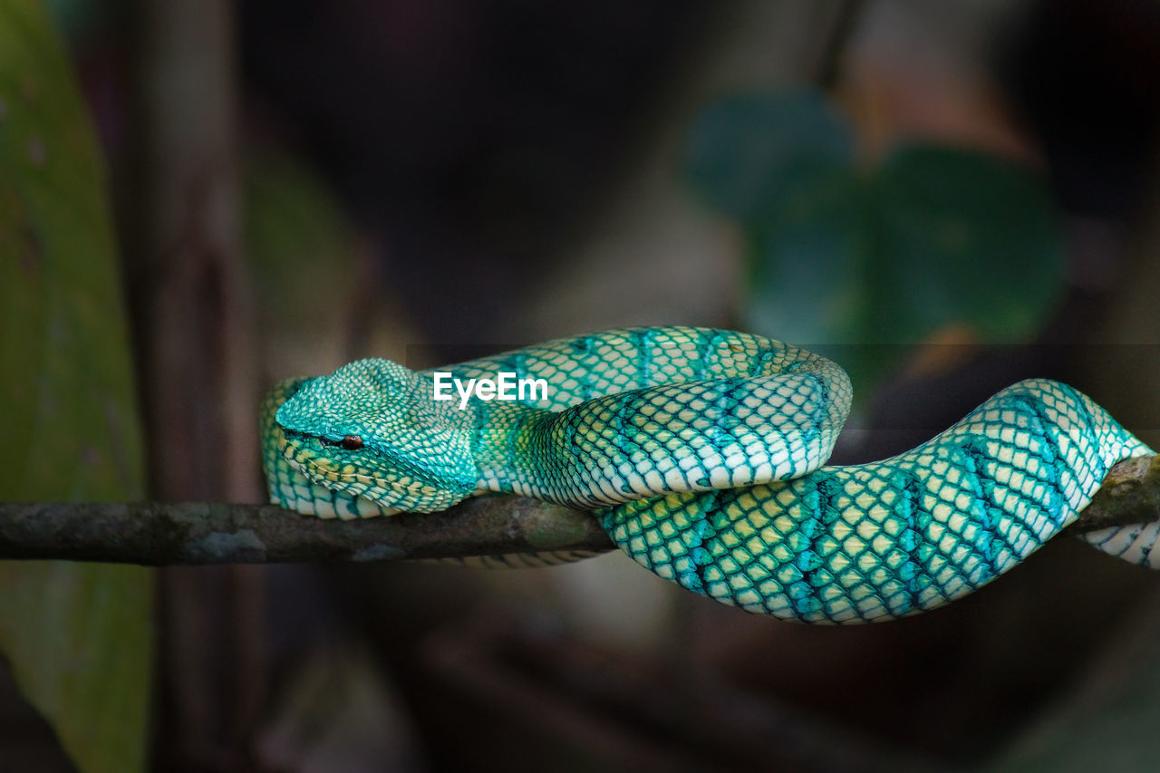 Borneo snake viper