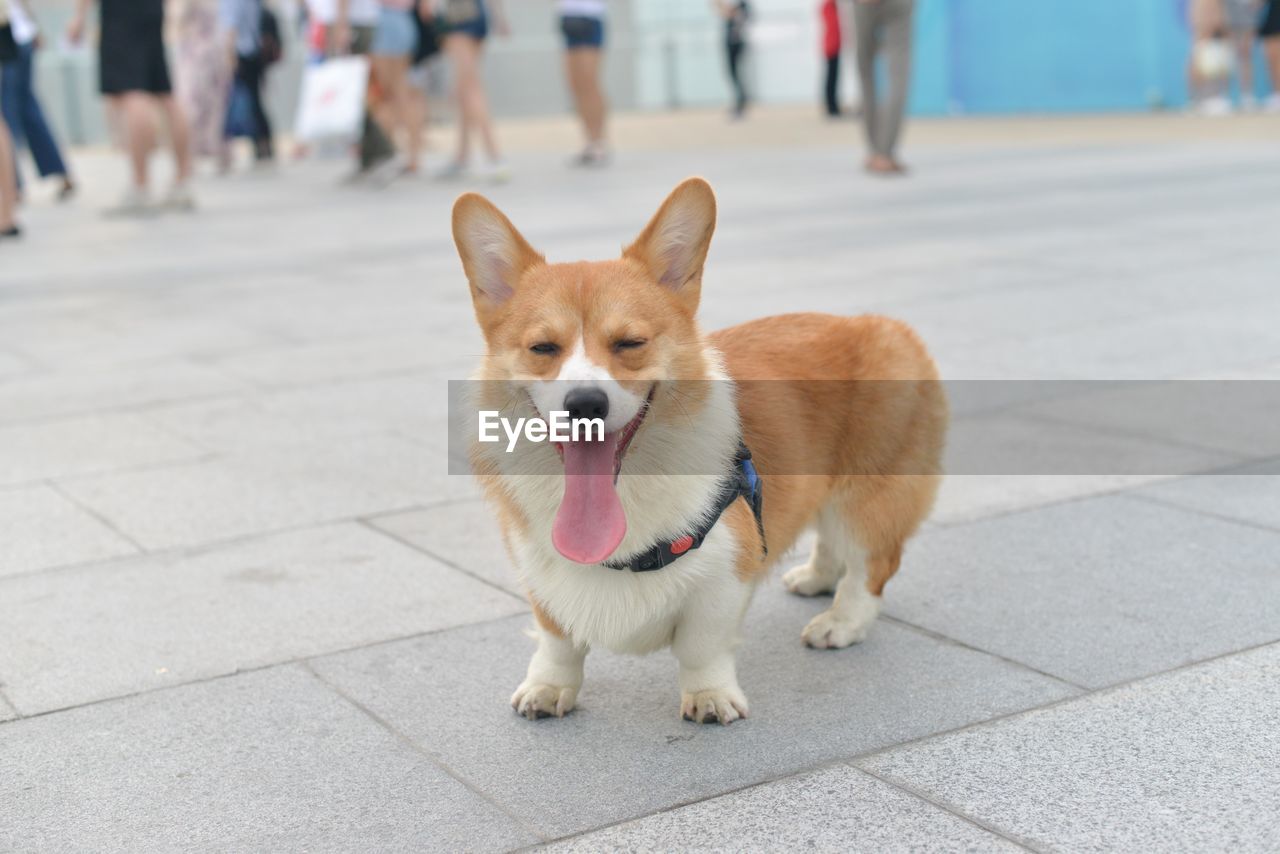 DOG LOOKING AWAY ON FOOTPATH IN STREET