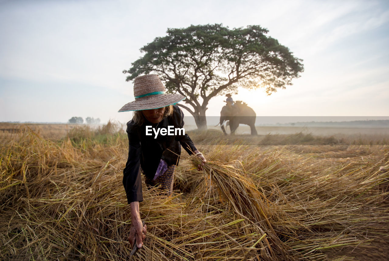 Woman cutting plants with man over elephant