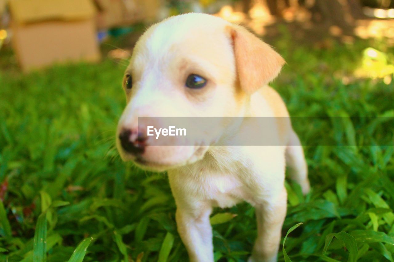 DOG STANDING ON GRASSY FIELD
