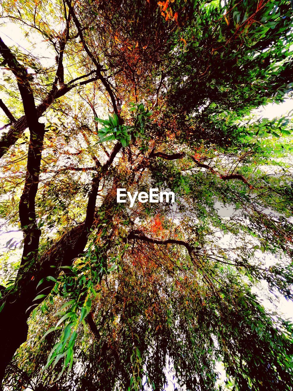 LOW ANGLE VIEW OF AUTUMNAL TREES