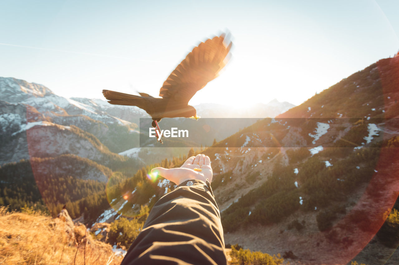 Cropped image of man feeding bird against mountain during sunny day 