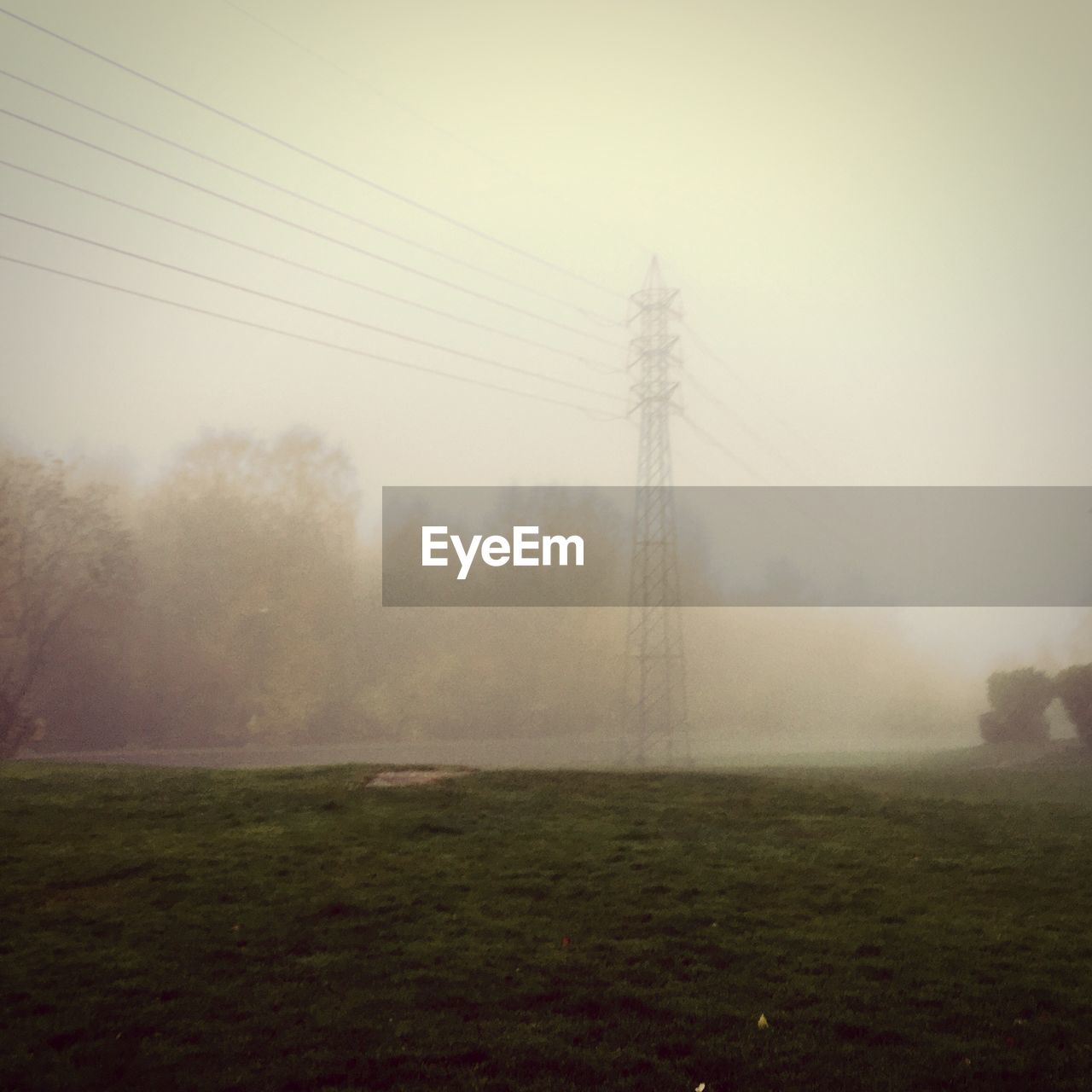 VIEW OF TREES IN FOGGY WEATHER