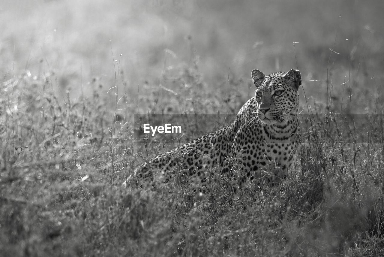 Leopard on field