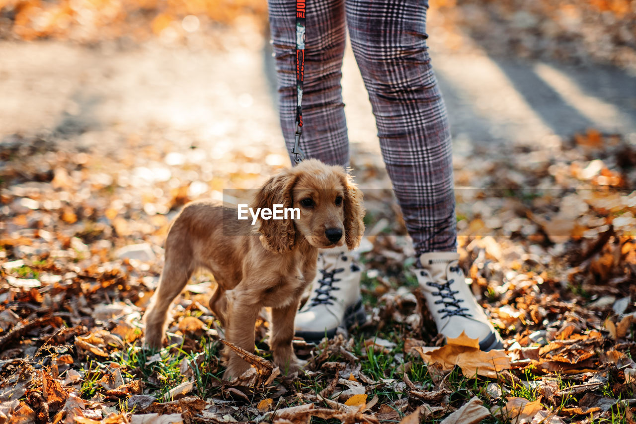 Cute english cocker spaniel puppy walking with woman owner in autumn park.