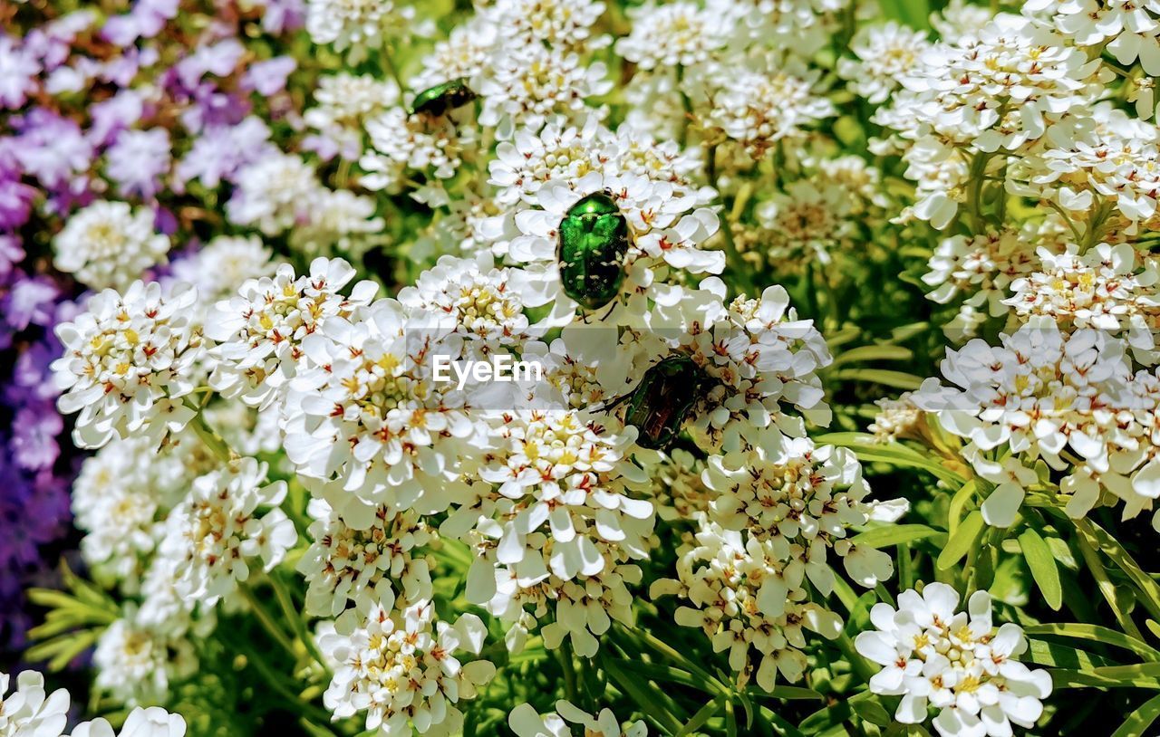 CLOSE-UP OF BEE POLLINATING ON WHITE FLOWERING PLANT