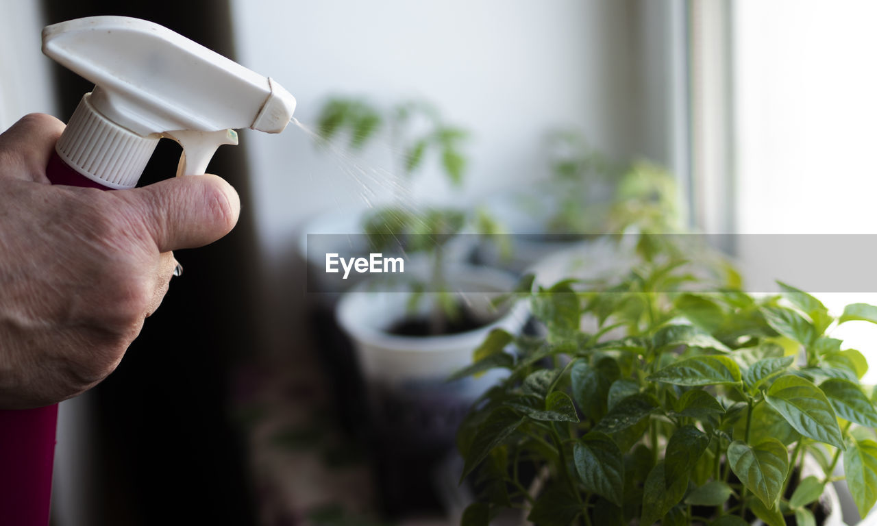 Woman watering tomato seedlings on a windowsill. 