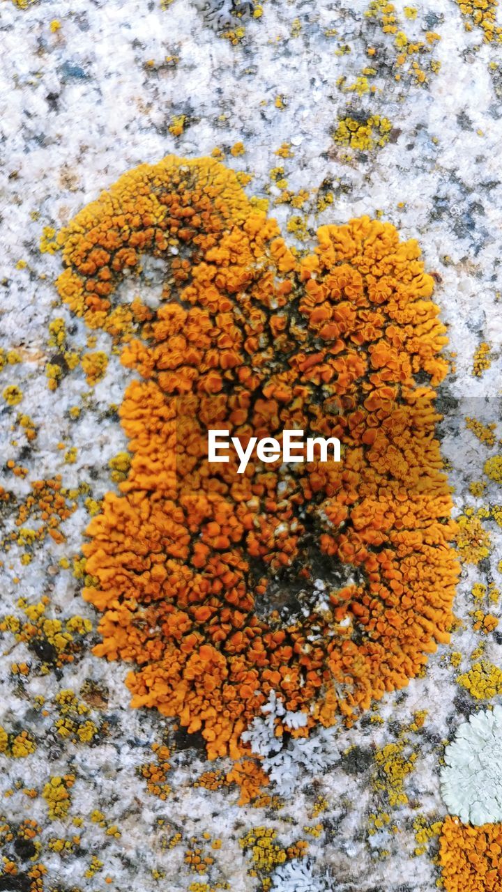 FULL FRAME SHOT OF YELLOW FLOWERING PLANTS