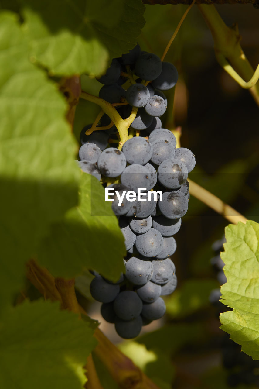 CLOSE-UP OF FRESH GRAPES IN VINEYARD