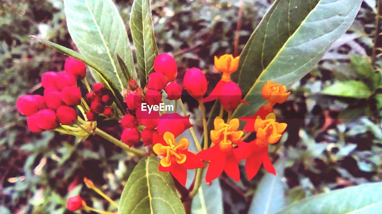 CLOSE-UP OF RED FLOWERING PLANTS