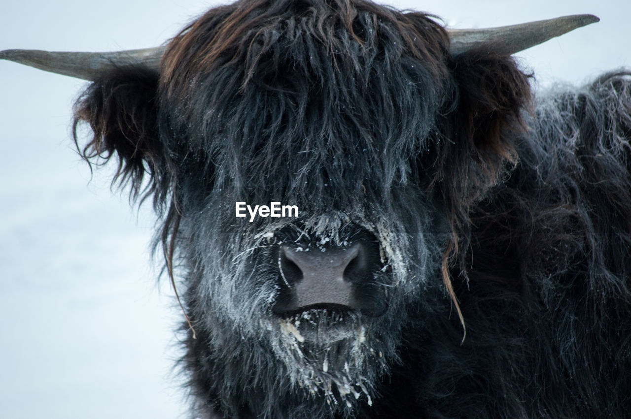 Close-up portrait of highland cattle