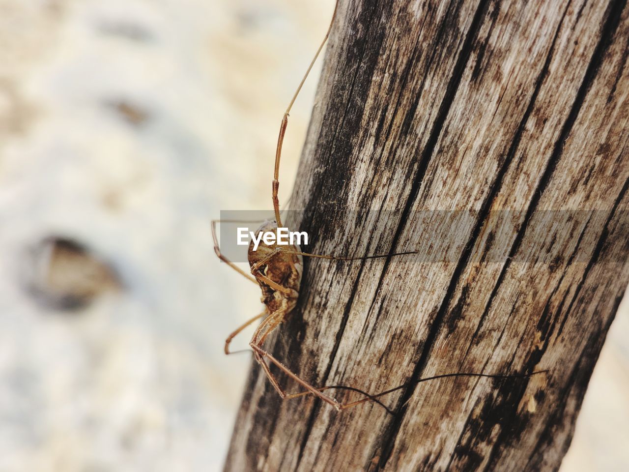 Close-up of insect on tree trunk