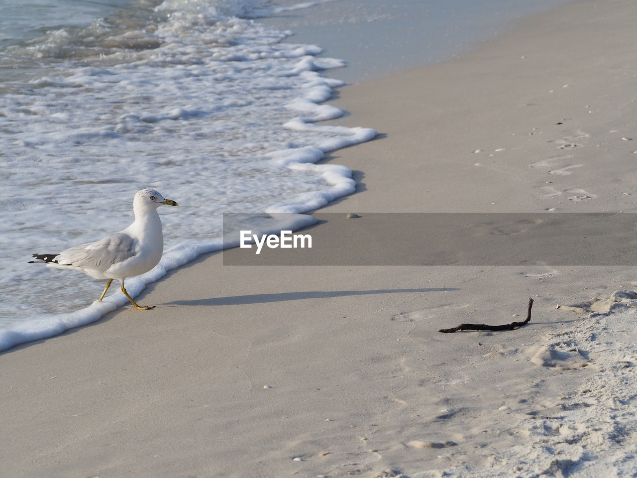 HIGH ANGLE VIEW OF SEAGULLS ON SAND AT BEACH