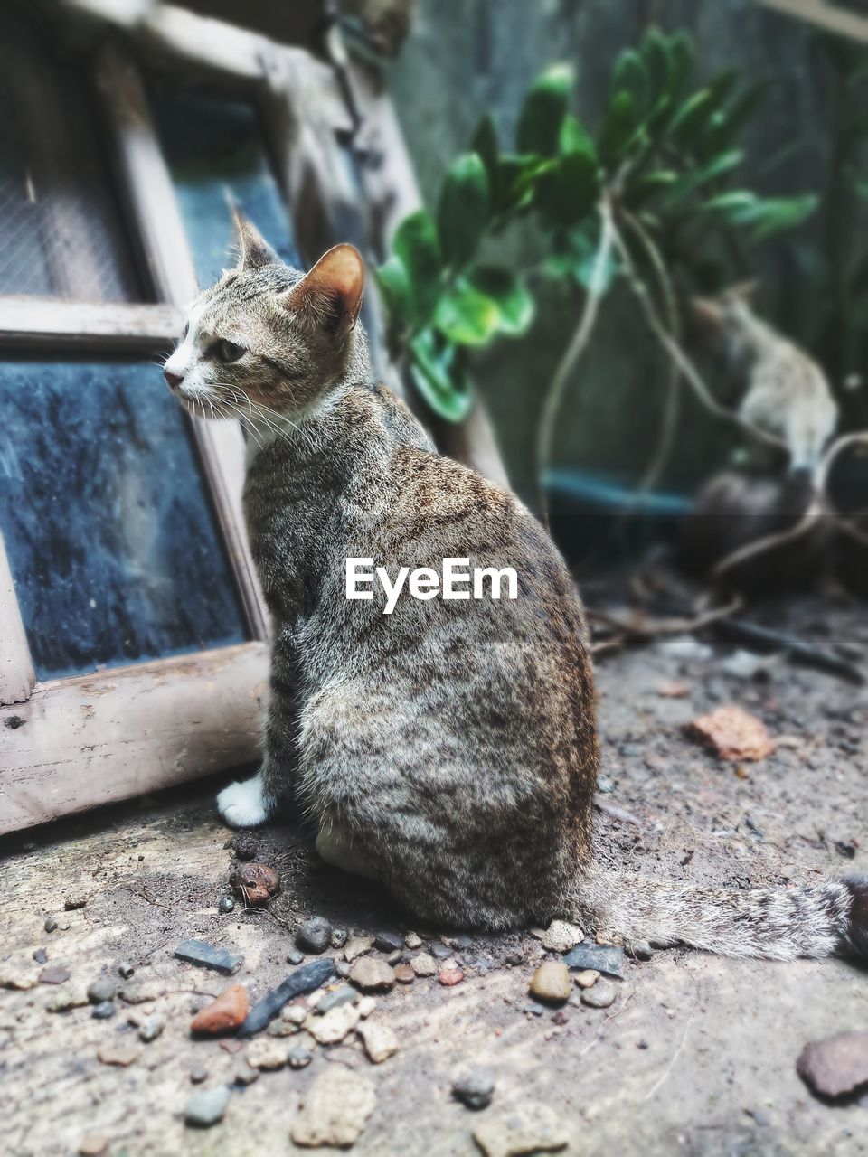 VIEW OF A CAT SITTING ON A FLOOR